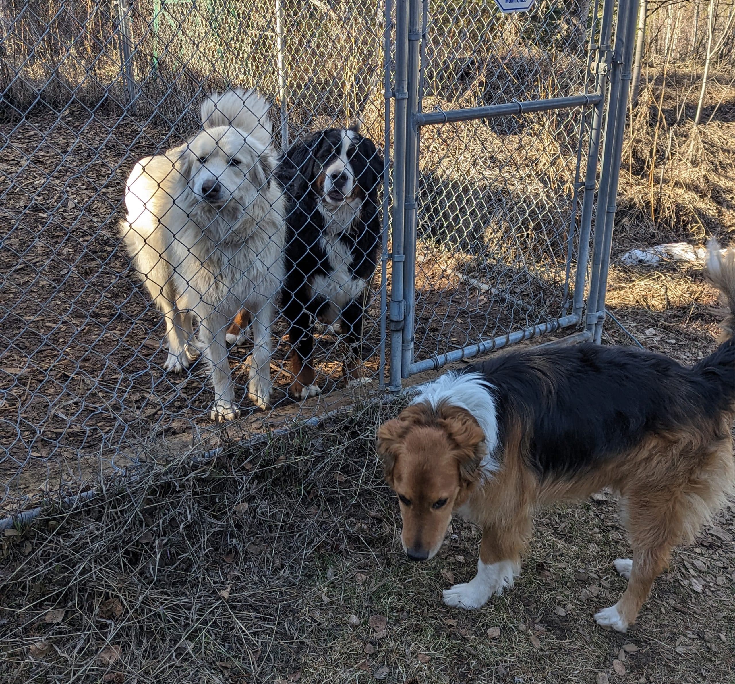 Spacious outdoor play area for dogs at Silver Bar Kennels